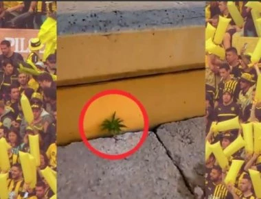 Καλλιεργούν μαριχουάνα στο γήπεδο - Το βίντεο που κάνει το γύρω του διαδικτύου